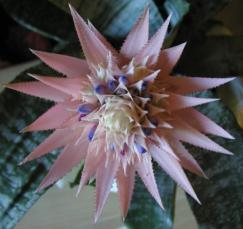 Image of Fasciata Plant