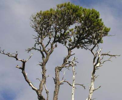 Tree on cape scott hike