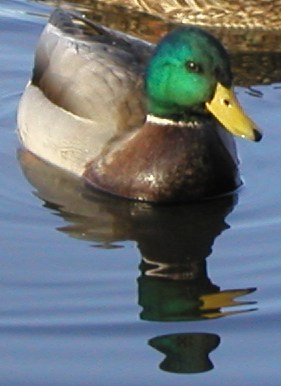 duck.jpg